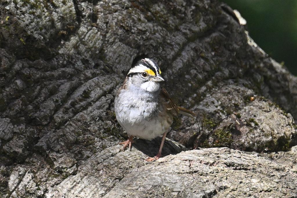 2025-04286701 Mount Auburn Cemetery, MA.JPG - White-throated Sparrow. Mount Auburn Cemetery, MA, 4-28-2025